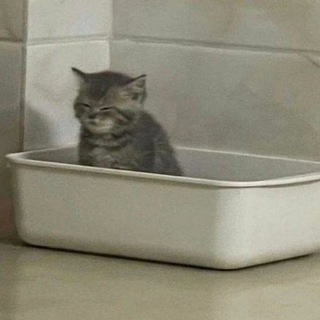 котики как смысл жизни