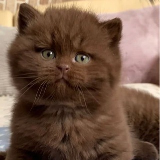 Пушистые булочки