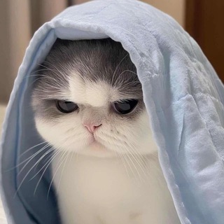 Смешные Котики