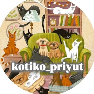 🐾 Котико_приют 🐾