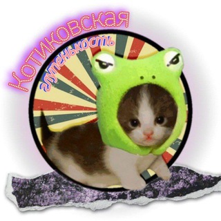 Котиковская глупенькость | Мемы про котов