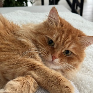 Кот Пирожок 🧡