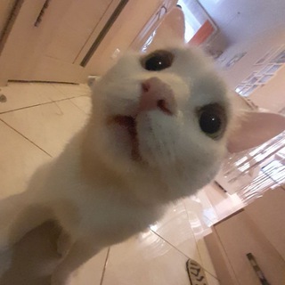 Мы оцениваем котов