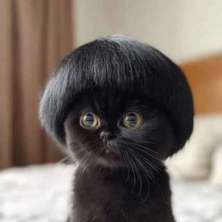 Котик с модной причёской