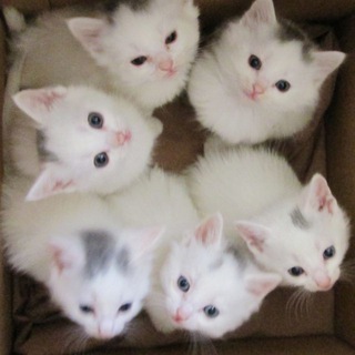 коты - наше всё