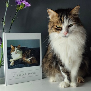 Щастье котинства