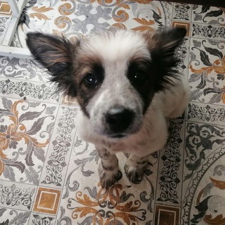 Приют Кот и Пес Улан Удэ