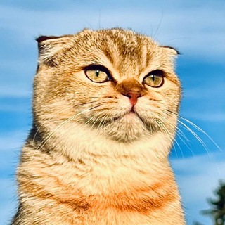 Мурлыкин 🐈