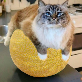 Кот на дыне