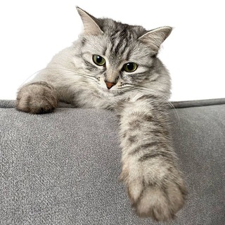 Котобандитка Шляпка