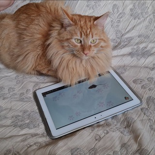 🐱Котовасия