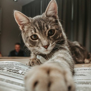 Яша Правкин