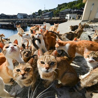 Котоландия