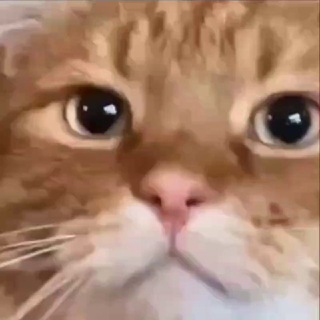 Кототерапия | Котики | Мемы