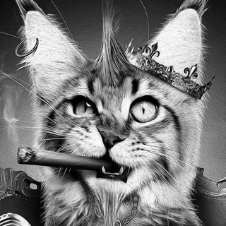 Котомафия | Пушистые бандиты | 🐾