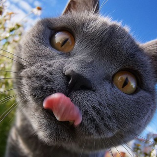 Кусь Кусь Кис Кис