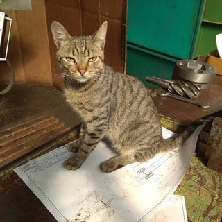 Котозаводская