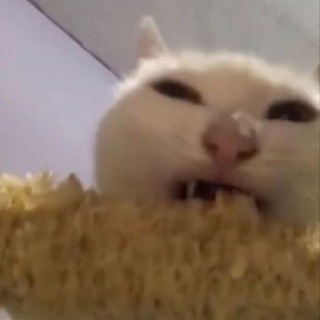 котожопики | коты, котики, котята