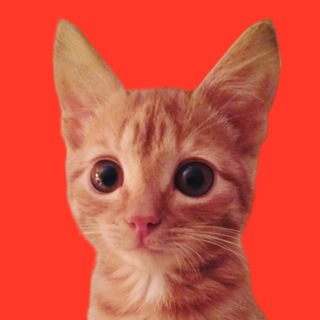 Мысли Стримера | Kotsplay