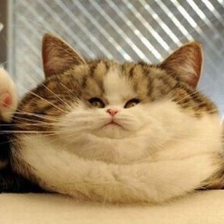 Котьи новости