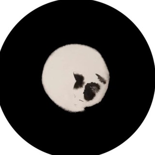 кот в стакане