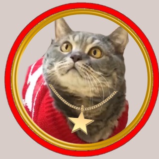 Кот в валенках