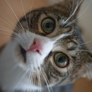 КОТЯ В ШОКЕ🤟😻