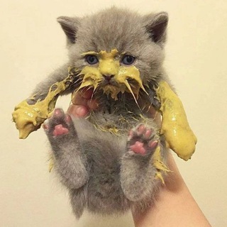 котьи жопки | коты, котята, котики