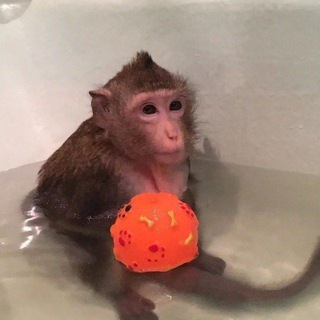 Гиф с манке от ломпочнека