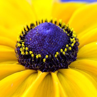 Красивый сад и огород