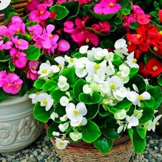 Красота в доме