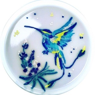 Красота Микромира 🔬