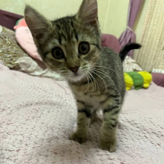 хᴇᴧᴨ ᴏᴛ чудиᴋᴏʙ нᴀᴄᴛиᴋᴄ