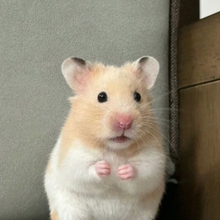 Крыски Мышки Грызуны