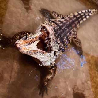 Крокодилвиль