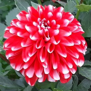 КРУГОВОРОТ ТЕПЛИЦА_ДАЧА_ОГОРОД