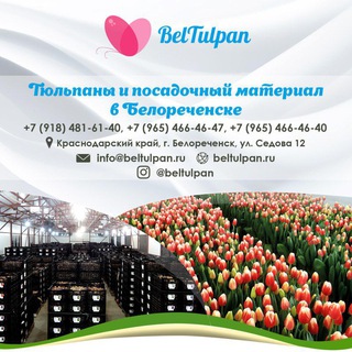 БелТюльпан 🌷 Луковицы|Тюльпаны оптом Россия