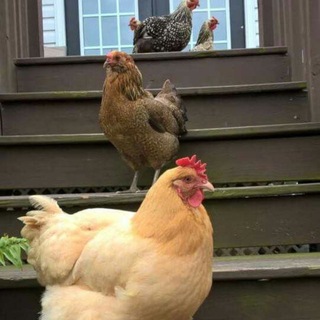 Кукареку | советы по курицам, петухам и гусям