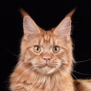 Мейнкун питомник Kunarmy