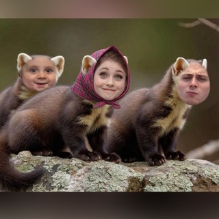 Куница – это зверёк🦦