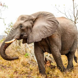 Купи слона 🐘 Мне все это ннннадо 🛍️