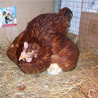 🇺🇿🇺🇿KURK TOVUQ BOZORI N1🇺🇿🇺🇿