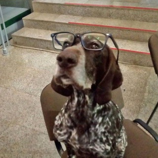 Курцхаар в Сибири🎯