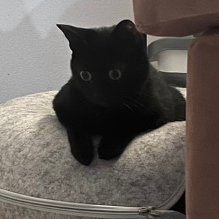 Коммуна им. хвостов и усов