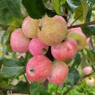 Лаборатория плодоводства [ДВ НИИСХ]