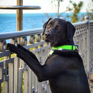 𝕃𝕒𝕓𝕣_𝕓𝕝𝕒𝕔𝕜 🌊