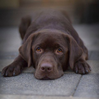 Лабрадор Эмма