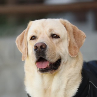 Лабрадор Марти и 🍯Хани