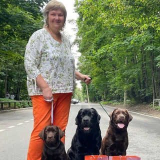 Лабрадоры Питера - щенки лабрадора