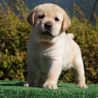 🦮Щенки лабрадора DEVOTUS COR 🦮